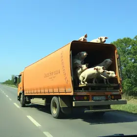 caminhão de laranja