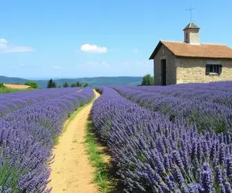 Cunha lança ‘Rota da Lavanda’ com experiências turísticas e gastronômicas
